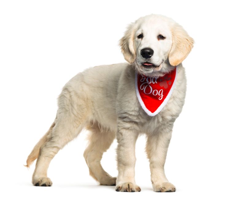 Filhote de golden retriever usando bandana vermelha decorativa, representando acessórios personalizados para pets.