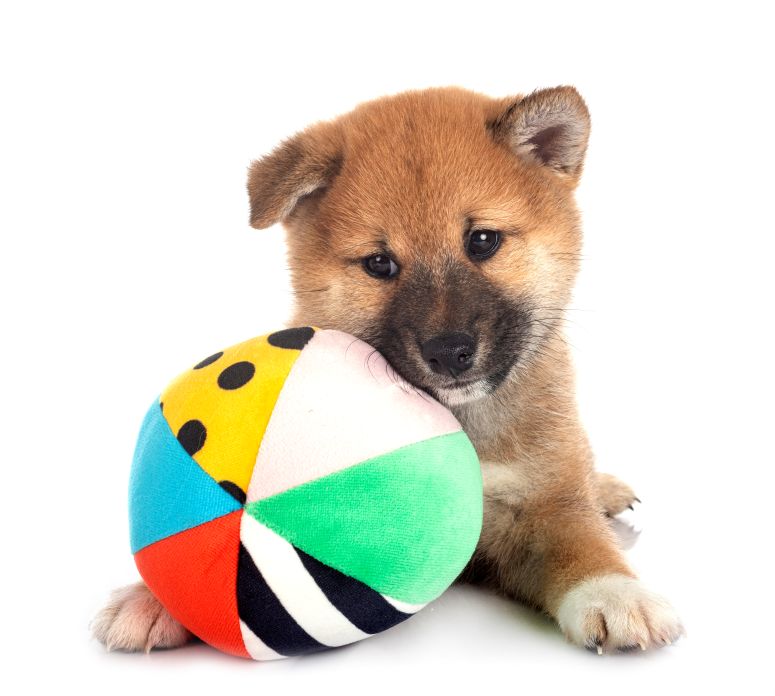 Brinquedo para cães com bola de tênis cinza e rosa presa a uma corda, ideal para atividades de morder e puxar.