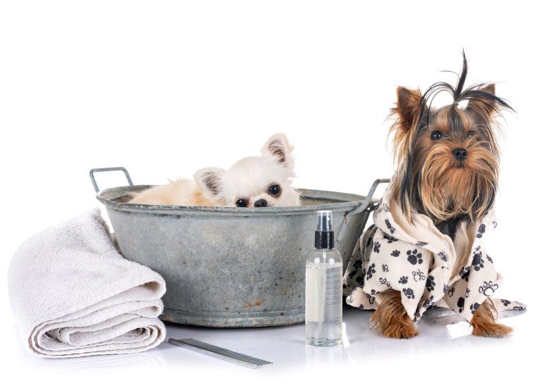 Cachorros em momento de banho com toalha, spray e escova, representando o uso de produtos pet para higiene e cuidados estéticos.